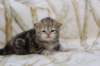 l3boy1sibny22img_99554_small.jpg