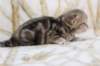 l3boy1sibny22img_99555_small.jpg