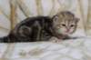l3boy1sibny22img_99557_small.jpg