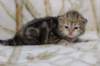 l3boy1sibny22img_99558_small.jpg
