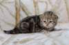 l3boy1sibny22img_99559_small.jpg