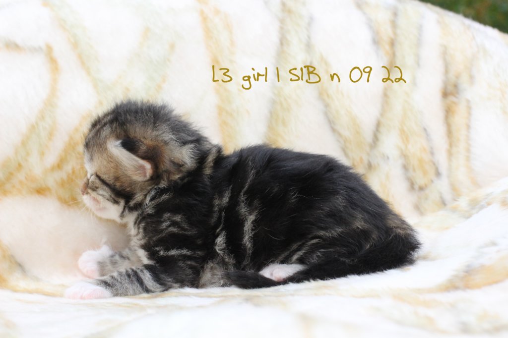 l3girl1sibn0922img_981524.jpg
