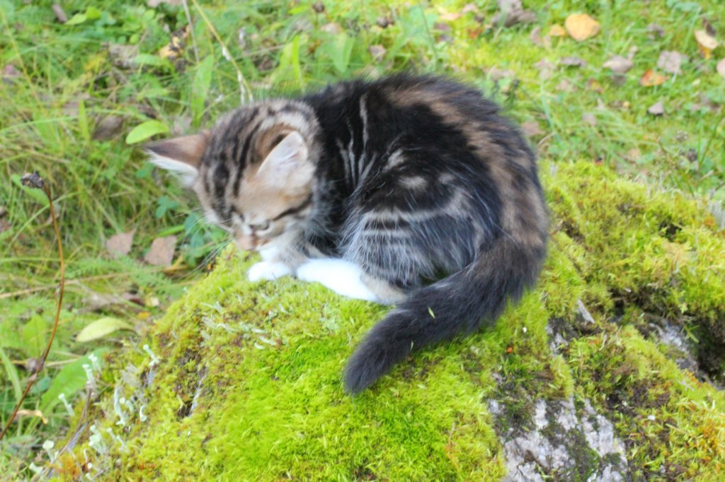 laurelimg_206010.jpg