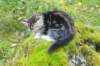laurelimg_206010_small.jpg