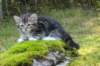 laurelimg_206011_small.jpg