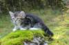 laurelimg_206012_small.jpg