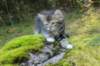 laurelimg_206013_small.jpg