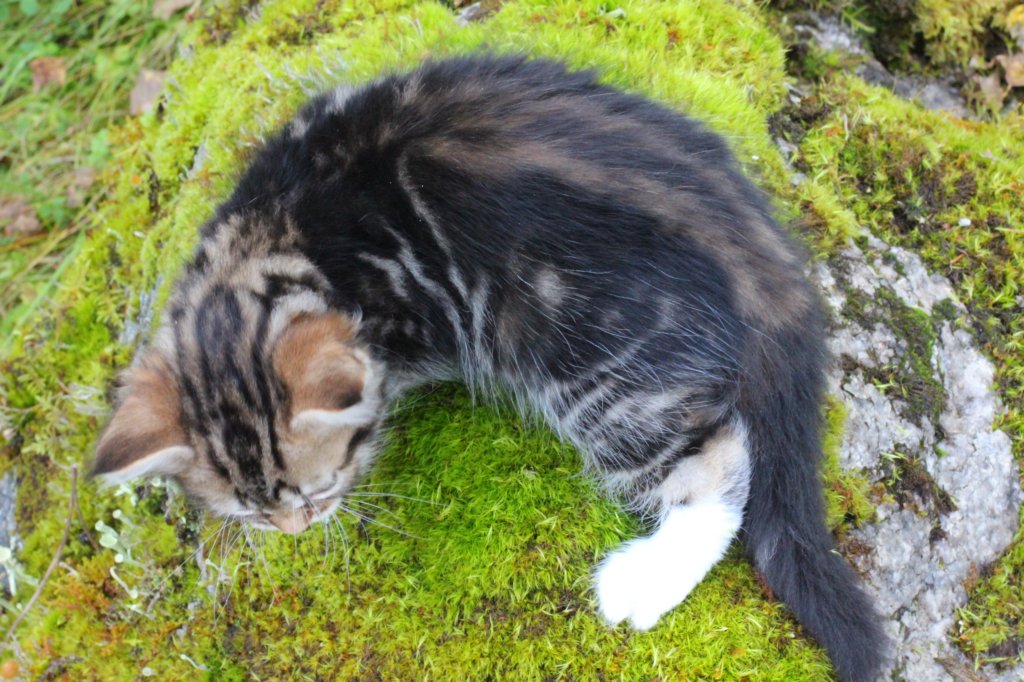 laurelimg_206014.jpg