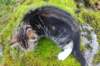 laurelimg_206014_small.jpg