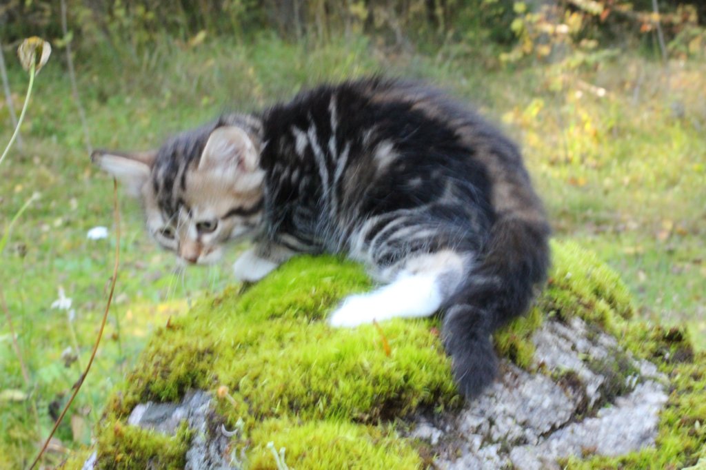 laurelimg_206015.jpg