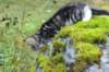 laurelimg_206016_small.jpg