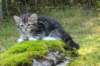 laurelimg_206017_small.jpg