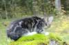 laurelimg_20601_small.jpg