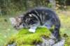 laurelimg_20603_small.jpg