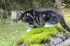 laurelimg_20604_small.jpg