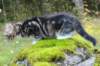 laurelimg_20605_small.jpg