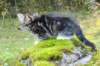 laurelimg_20606_small.jpg
