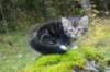 laurelimg_20608_small.jpg