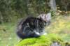 laurelimg_20609_small.jpg