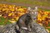lea10viikkoa11102017img_288015_small.jpg