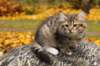 lea10viikkoa11102017img_288016_small.jpg
