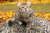 lea10viikkoa11102017img_288017_small.jpg