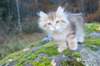 lily11viikkoa19102017img_30671_small.jpg