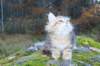 lily11viikkoa19102017img_306735_small.jpg