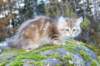 lily11viikkoa19102017img_30676_small.jpg