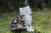 lilyimg_200411_small.jpg