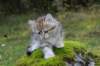 lilyimg_200417_small.jpg