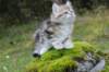lilyimg_200419_small.jpg