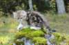 lilyimg_200434_small.jpg