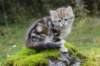 lilyimg_20044_small.jpg