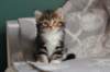 labansibny03221_small.jpg