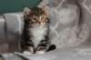 labansibny03222_small.jpg