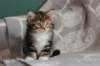 labansibny03223_small.jpg