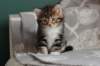 labansibny03224_small.jpg