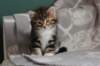 labansibny03225_small.jpg