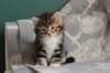 labansibny03226_small.jpg