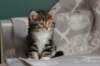 labansibny03227_small.jpg
