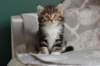 labansibny03228_small.jpg