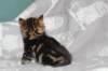 labansibny0322ekanatulee16_small.jpg