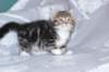 labansibny0322ekanatulee33_small.jpg