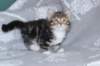 labansibny0322ekanatulee34_small.jpg