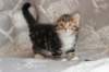 labansibny0322ekanatulee43_small.jpg