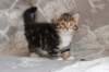 labansibny0322ekanatulee44_small.jpg