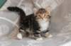 labansibny0322ekanatulee47_small.jpg