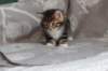 labansibny0322ekanatulee55_small.jpg