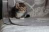 labansibny0322ekanatulee67_small.jpg